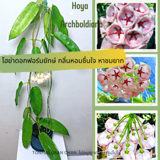 Hoya Archboldiana โฮย่าดอกฟอร์มใหญ่ยักษ์ กลิ่นหอม  ต้นไม้แขวนประดับหายาก  ไม้สะสม นำเข้า