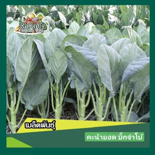 5แถม1เมล็ดพันธุ์คะน้ายอด บิ๊กจำโบ้ 10กรัม เมล็ดพันธุ์ผักสวนครัว เมล็ดพันธุ์คะน้า ใบใหญ่ ต้นฮวบ อายุการเก็บเกี่ยวสั้น