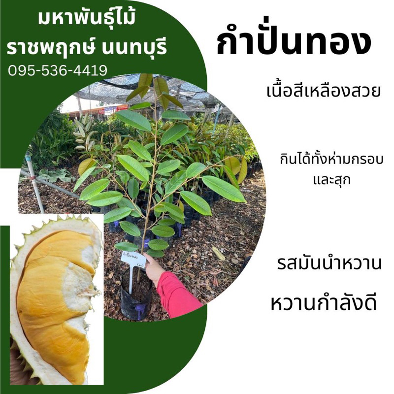 ต้นทุเรียนสายพันธุ์กำปั่นทอง เสียบยอด สูง 45-60 ซม. รับเคลมสินค้า