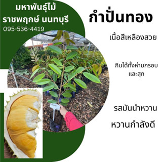 ต้นทุเรียนสายพันธุ์กำปั่นทอง เสียบยอด รับเคลมสินค้า🌿