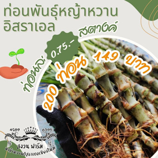 หญ้าหวานอิสราเอล 200 ท่อน แถมฟรี 30 ท่อน