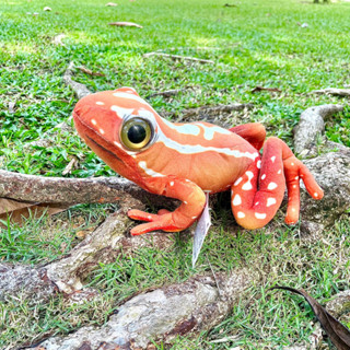 ตุ๊กตากบ Argus reed frog, Argus sedge frog, Boror reed frog  กบสีแดง กบเหมือนจริง