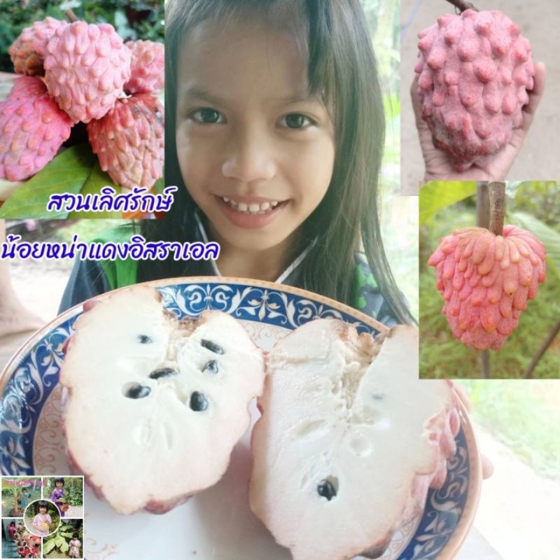ต้นน้อยหน่าแดง(อิสราเอล) ไม้ทาบขนาดเล็ก;กลาง,ใหญ..ต้นทาบและเสียบยอด,จากต้นที่ติดผลแล้วทุกต้น,อ่านรายละเอียดด้านล่างครับ.
