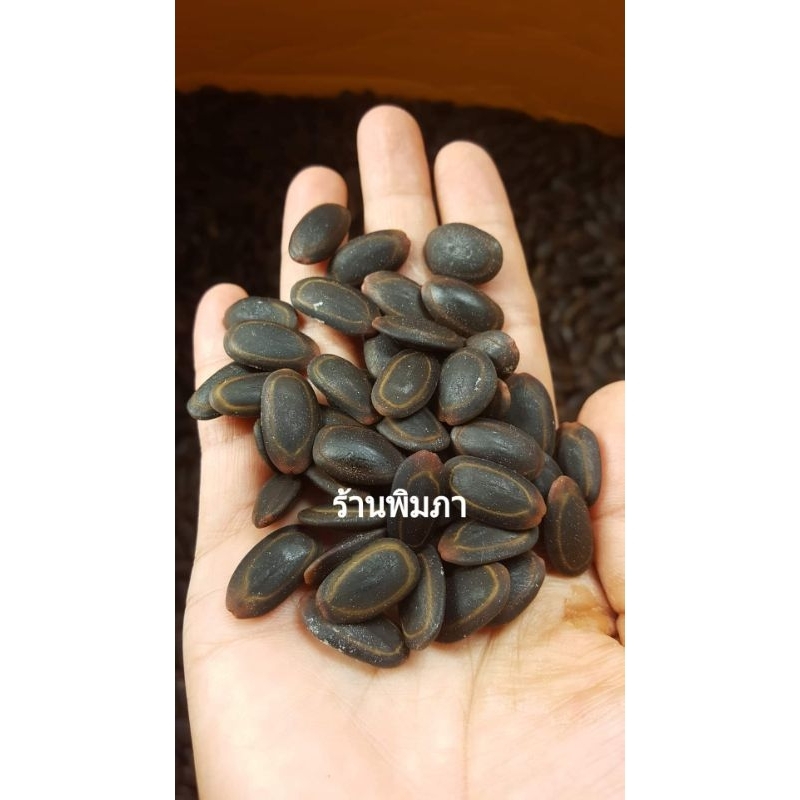 เม็ดเหรียงหล่นชาวสวนเก็บเอง อัตราการงอกดี เม็ดงอกสวย เก็บใหม่ทุกปี เพาะกินหรือขายกำไรงาม