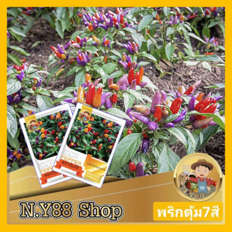 เมล็ดพันธุ์พริกตุ้มหลากสี 200เมล็ด เมล็ดพันธุ์พริกขี้หนูหลากสี เมล็ดพันธุ์พริกประดับ เมล็ดพริกสีรุ้ง