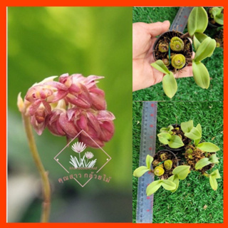 กล้วยไม้ สิงโตช่อทับทิม Bulbophyllum triste 🌺ไม้จิ๋ว🌺