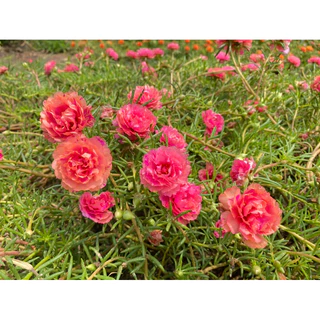 กิ่งแพรเซี่ยงไฮ้ 1 กก แถมครึ่ง กก คุ้มสุดๆได้ถึง 15 สี
