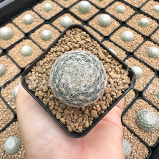 Mammillaria lenta เลนต้า กระบองเพชร แคคตัส