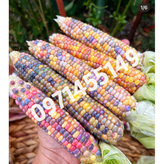 เมล็ดพันธุ์ ข้าวโพดพลอย ข้าวโพดอัญมณี (Glass Gem Corn Seed) บรรจุ 70-100 คุณภาพดี ราคาถูก ของแท้ 100%