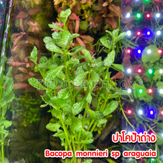 ปาโคป้าด่าง ปาโคป้าใบลาย - bacopa monnieri sp araguaia / monnieri variegatus ต้นไม้น้ำ พืชน้ำ ต้นไม้ตกแต่งตู้ปลา