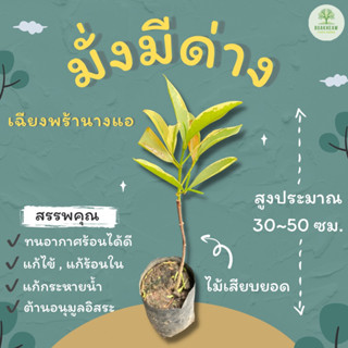 ต้นพันธุ์มั่งมีด่าง สูง 30~50 ซม. เฉียงพร้านางแอ ไม้มงคล มั่งมี