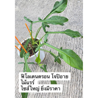 ฟิโลเดนดรอน โจปิอาย (Philodendron joepii)🌿เลือกต้นได้🌿รับประกันความเสียหายจากการขนส่ง