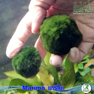 สาหร่ายมาริโมะ Marimo