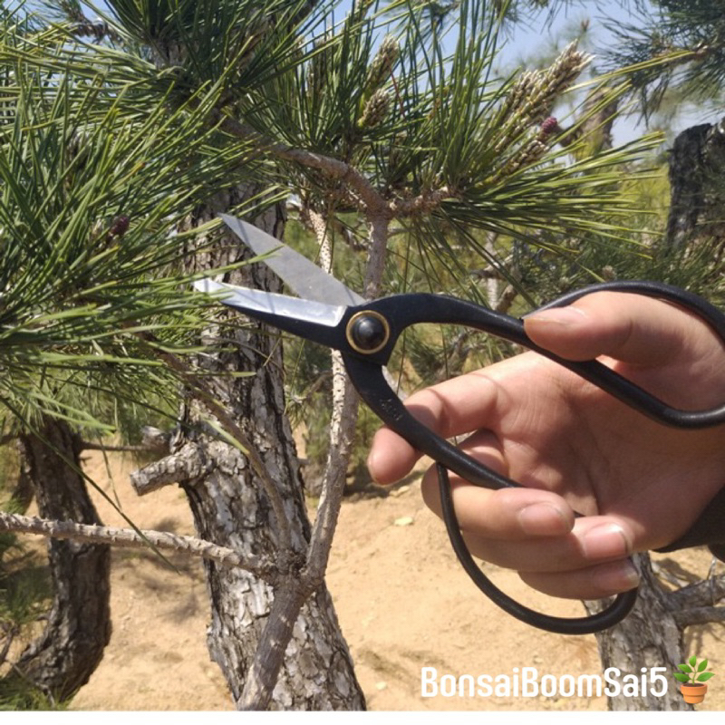 *พร้อมส่งจากไทย* กรรไกรตัดกิ่งทรงบอนไซ ขนาด 200mm. - รูปที่ 4