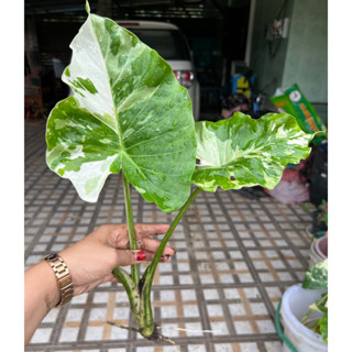 บอนโอกินาวาด่าง Alocasia Okinawa Silver