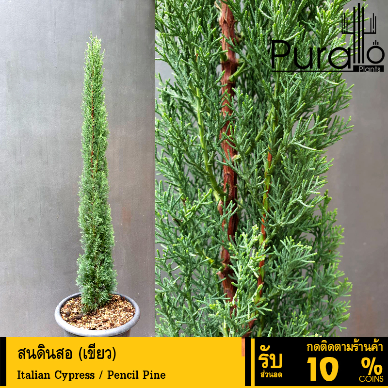 ต้นสนอิตาลี สนดินสอ เขียว Italian Cypress / Pencil Pine กระถาง11นิ้ว สูงตั้งแต่ 1.3 เมตร #Pine