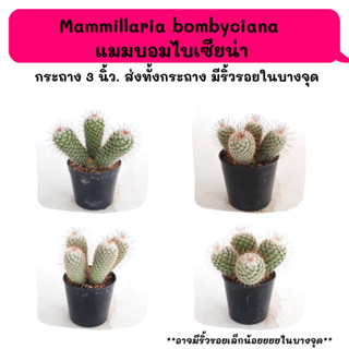 MT098 Mammillaria bombyciana  แมมบอมไบเซียน่า ตัดให้แตกกอ Cactus กระบองเพชร พืชอวบน้ำ พืชทะเลทราย