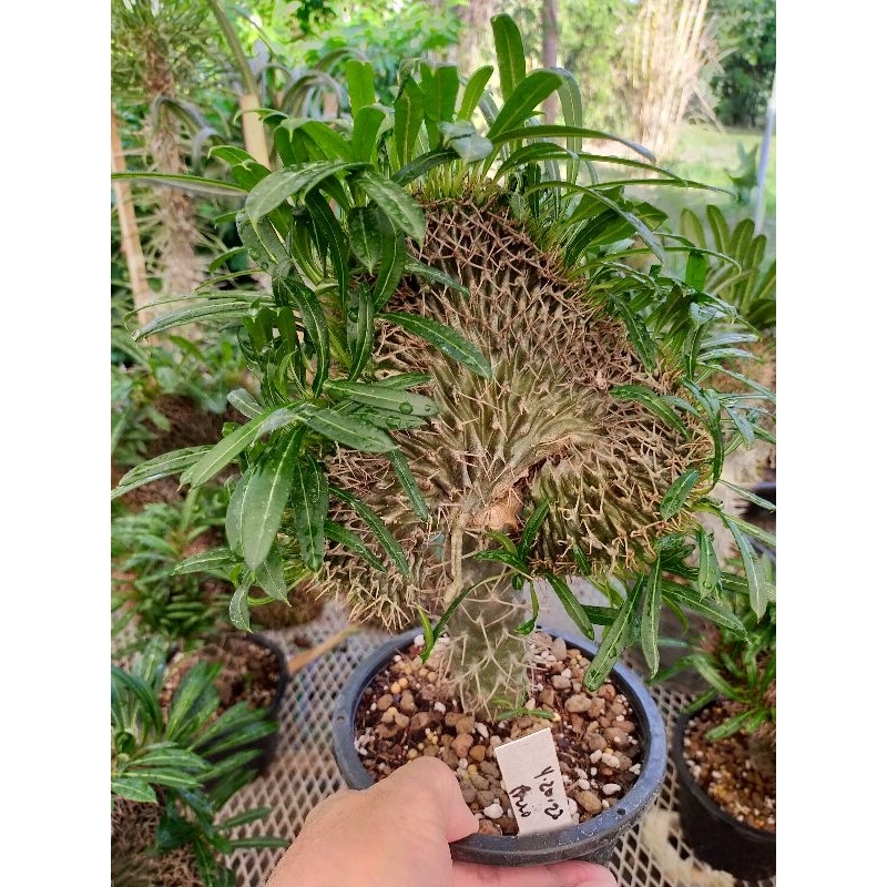 Pachypodium lamerei crest in 2 gallon pots