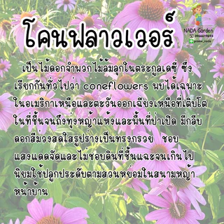 เมล็ดพันธุ์โคนฟลาวเวอร์ (เอ็กไคนาเชียสีชมพู) Coneflower บรรจุ 200 เมล็ด สายพันธุ์ OP แท้