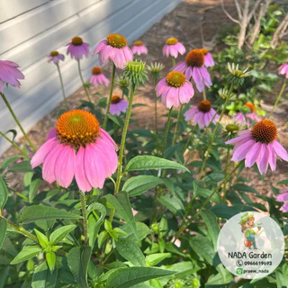 เมล็ดพันธุ์โคนฟลาวเวอร์ (เอ็กไคนาเชียสีชมพู) Coneflower บรรจุ 200 เมล็ด สายพันธุ์ OP แท้