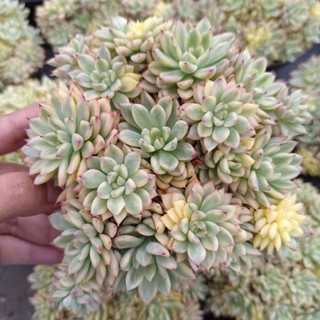 กุหลาบหิน ไม้อวบน้ำ  mebina variegated กถ11cm succulent Echeveria cactus haworthia lithop แคคตัส ไลทอป ฮาโวเทีย