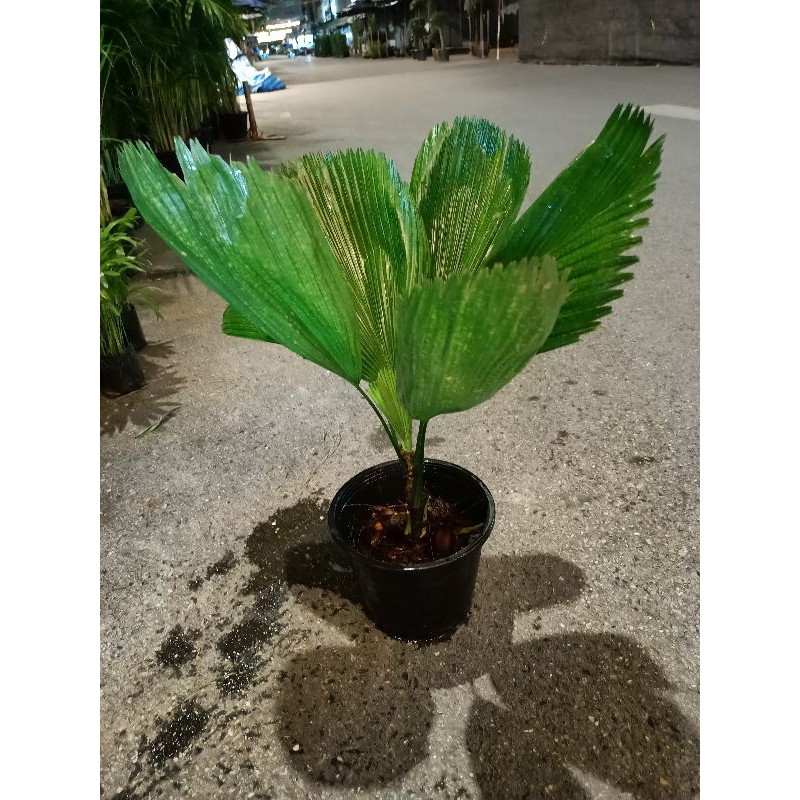 ต้นปาล์มพัดจีบ (Fan Palm)