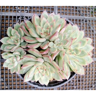 Echeveria mebina ไม้อวบน้ำกุหลาบหิน