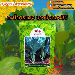 คะน้าศรแดง บางบัวทอง35 เมล็ดพันธุ์ 500 ก./1กก. คะน้ายอด คะน้าใต้หวัน