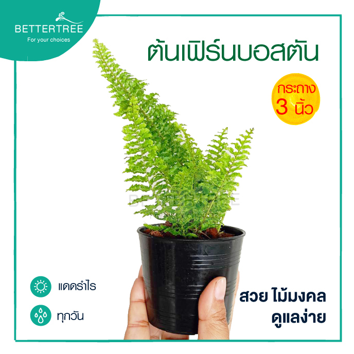 เฟิร์นบอสตัน กระถาง 3 นิ้ว  ต้นไม้ฟอกอากาศ ต้นไม้ในร่ม ต้นไม้ plant
