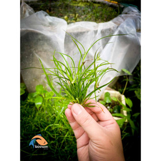 ต้นไม้น้ำ จังคัสรีเพน - JUNCUS REPENS