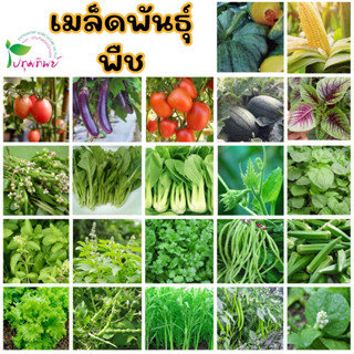 เมล็ดพันธุ์ ตรา ภูเขาทอง ปลูกง่าย โตไว