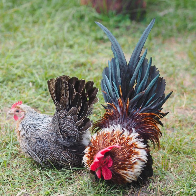 รูปภาพ 4