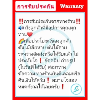 ต้นใบชะพลู ผักนางเลิด พืชสมุนไพร มากสรรพคุณ
