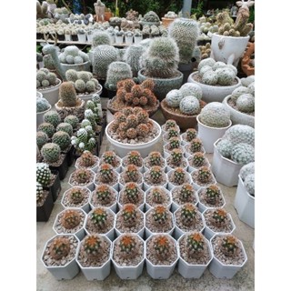 Mammillaria carminae คามิเน่ส้ม 2"