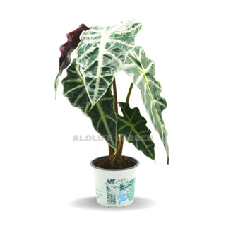 🌿🌱 พร้อมส่งแล้ว! แก้วสารพัดนึกตัวผู้ Alocasia Polly กระถาง 5 นิ้ว 🌱🌿