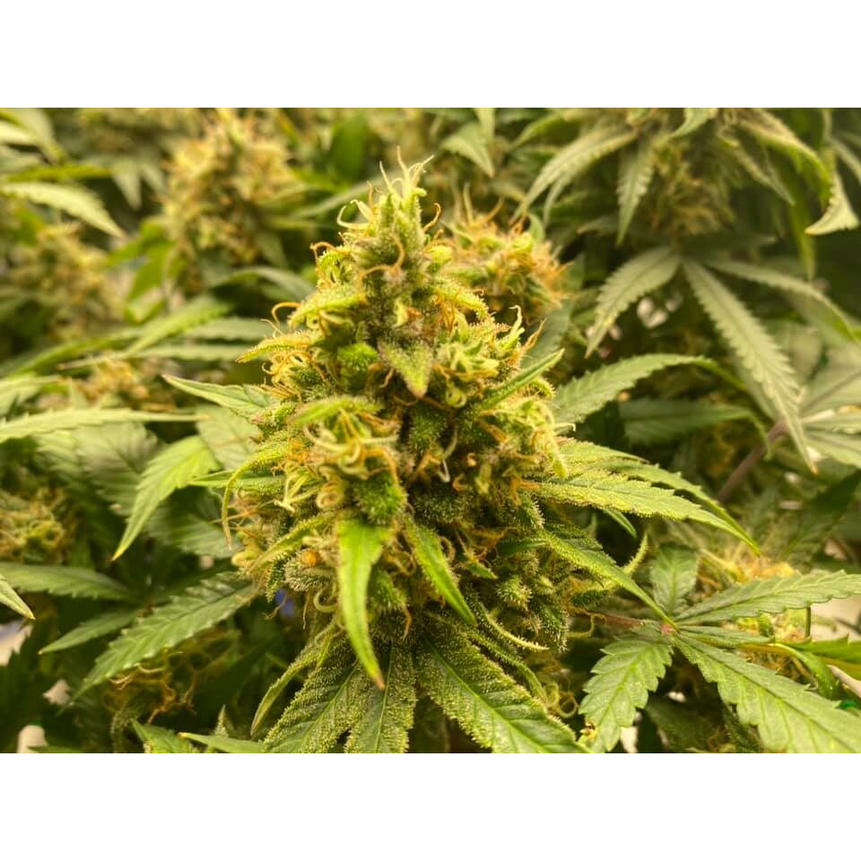 สาหร่าย สำหรับพืช สกัดเข้มข้น 100% ขนาด 500 กรัม - รูปที่ 7