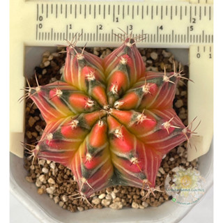 ยิมโนด่าง ไม้เมล็ด(Gymnocalycium variegated)5