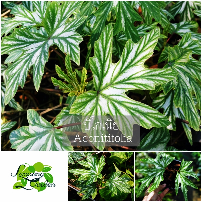 ต้นบีโกเนีย Aconitifolia กระถาง 6 นิ้ว ไม้กระถาง แต่งสวน