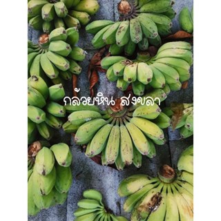 กล้วยหิน​ สงขลา(Saba banana)​ กล้วยหินออแกนิก​ กล้วยซาบา ​ อาหารนกกรงหัวจุก​ กล้วยสุขภาพ