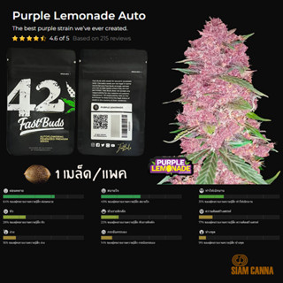 เมล็ดกัญชา Purple Lemonade Auto - Fastbuds Pack : 1 seed พร้อมแพ็คเกจค่าย เมล็ดกัญชาออโต้