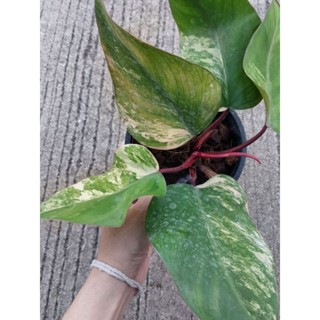 Philodendron red emerald ฟิโลเดนดรอน เรดเอมเมอรัล (สตอเบอร์รี่เชค) ด่างสวยๆ ได้ต้นตามภาพ