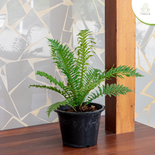 Treeno.9 T6 ต้นเฟิร์นกูดดอยบราซิล (Brazilian Tree Fern) กระถาง 10 นิ้ว / สูง 40-50 ซม. / ไม้ประดับ ไม้ดอก ไม้มงคล (ต้นไม้)