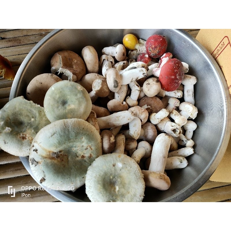 เชื้อเห็ดป่ารวม แบบ10ขวดแถม3