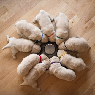 [พร้อมส่งในไทย] ปลอกคอช่วยจำ ลูกสุนัข ลูกแมว แรกเกิด มี 12 สี (Size S)