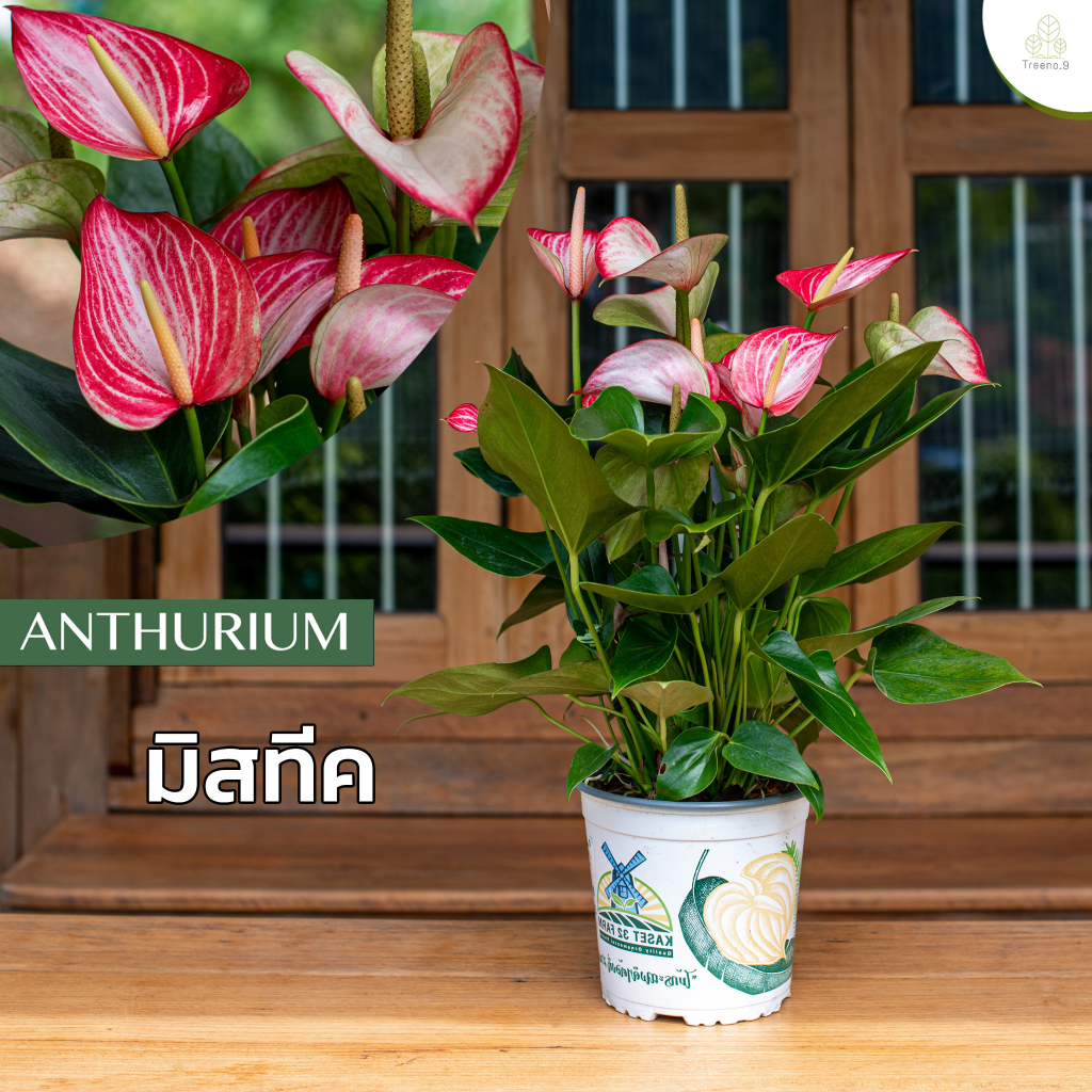 Treeno.9 ดอกหน้าวัว สี ชมพูสดดอกใหญ่ (Anthurium) กระถาง 8 นิ้ว สูง 30-50 cm ไม้มงคล ไม้ฟอกอากาศ