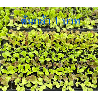 ต้นกล้าผักสลัดรวม  (ชุดละ 200ต้น=200 บาท) 💥รับประกันหากต้นกล้าเสียหาย  🚚…🌱200 Lettuce baby plant (อายุกล้า 20-30วัน)