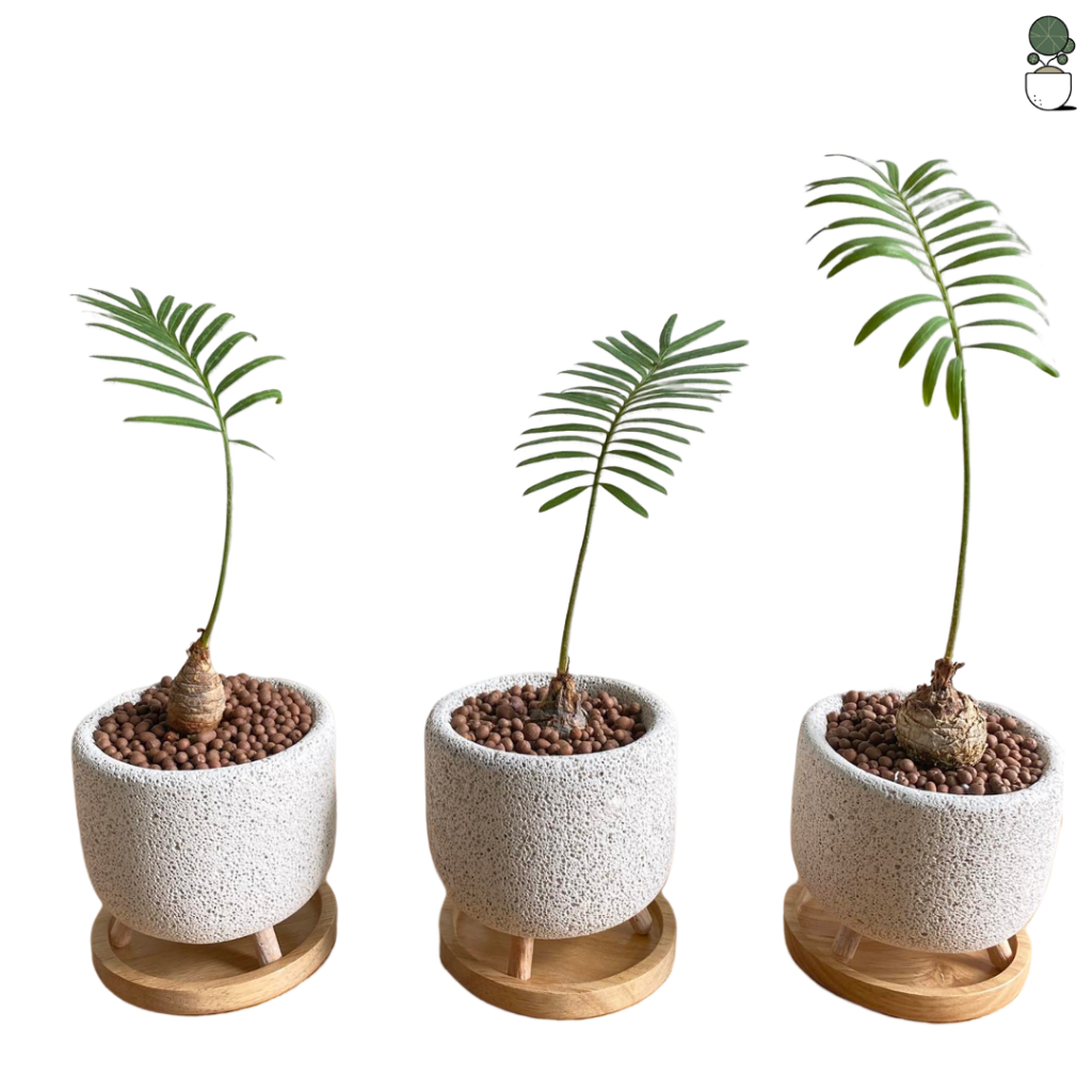 ต้นปรงป่า Cycad ไม้โขดต้นปรง จัดส่งเป็นหัว สำหรับคนรักไม้โขด ตกแต่งสวน แบบมินิมอล  โต๊ะทำงาน ร้านคาเฟ่ ไม้ปรง รูปที่ 6
