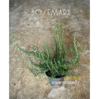 โรสแมรี่ Rosemary...ขนาดใหญ่กระถาง 10 , 15 นิ้ว