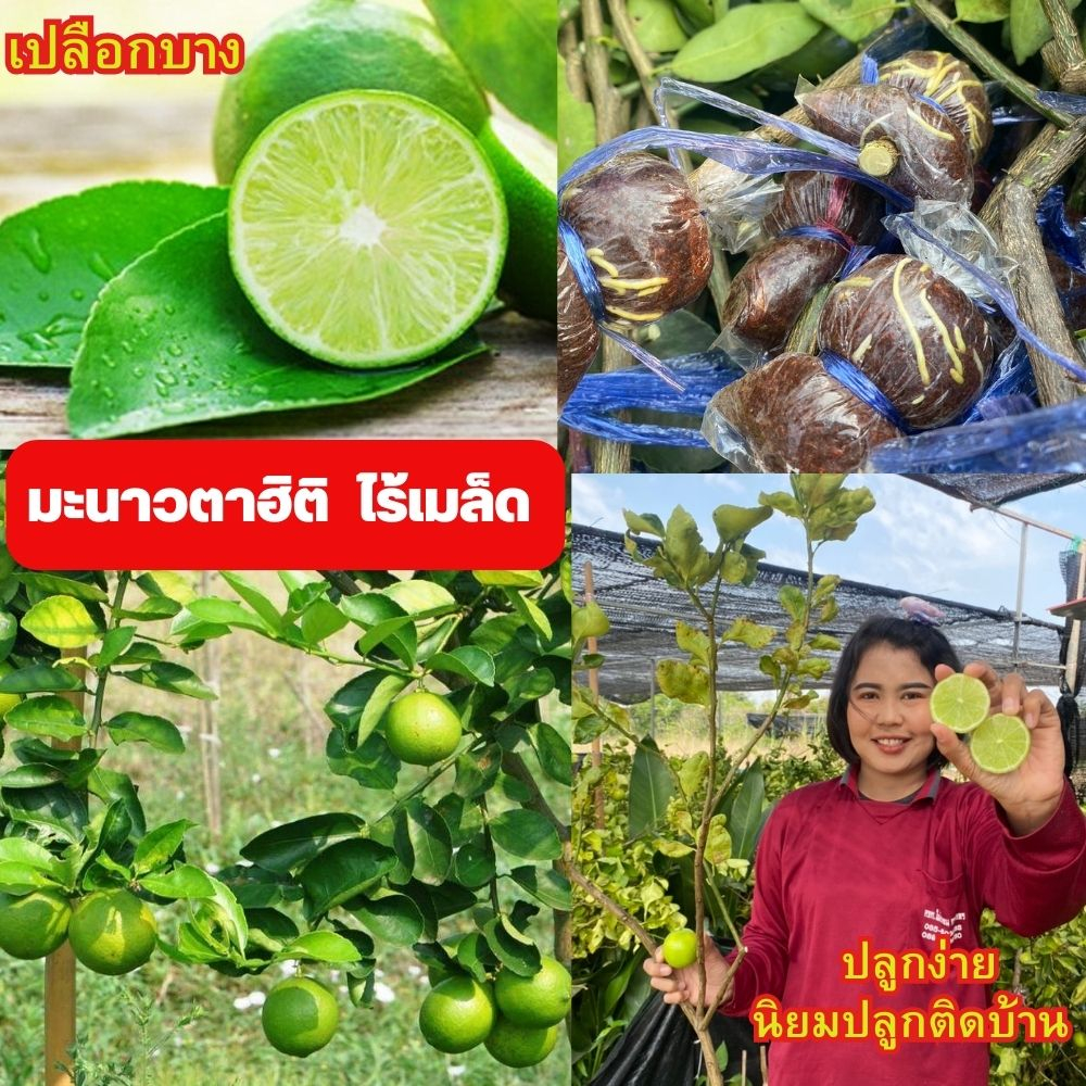 💥กิ่งมะนาวตาฮิติ💥( ชุด 3กิ่ง)  💥กิ่งตอน💥 ขนาดกิ่งพันธุ์ 35-40  ซม.