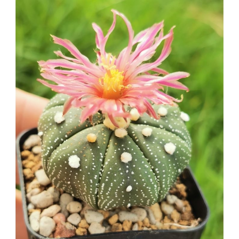 แอสโตร super เลือกต้น #แคสตัส castus​ astrophytum แอสโตร แอสโตร​ไ​ฟตั้​ม แอสโตรไฟตัม กระบองเพชร แอสโตรวี ป้ายเหลือง